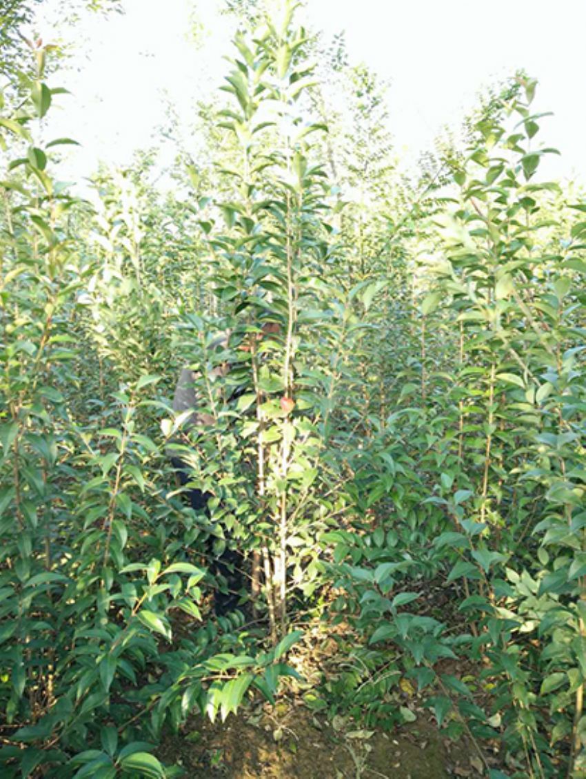 點擊查看詳細(xì)信息<br>標(biāo)題：叢生女貞 閱讀次數(shù)：3194